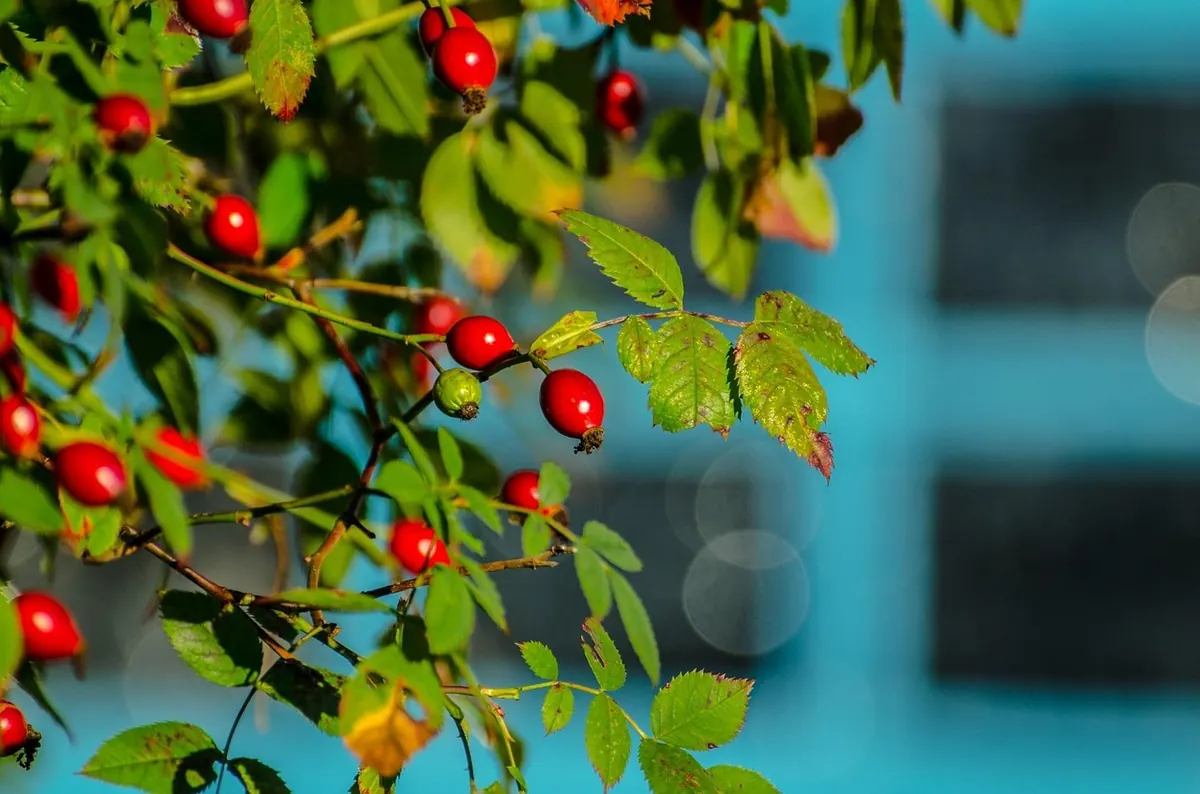 Autumn Hedgerow Health Checklist: 10 Signs to Look For