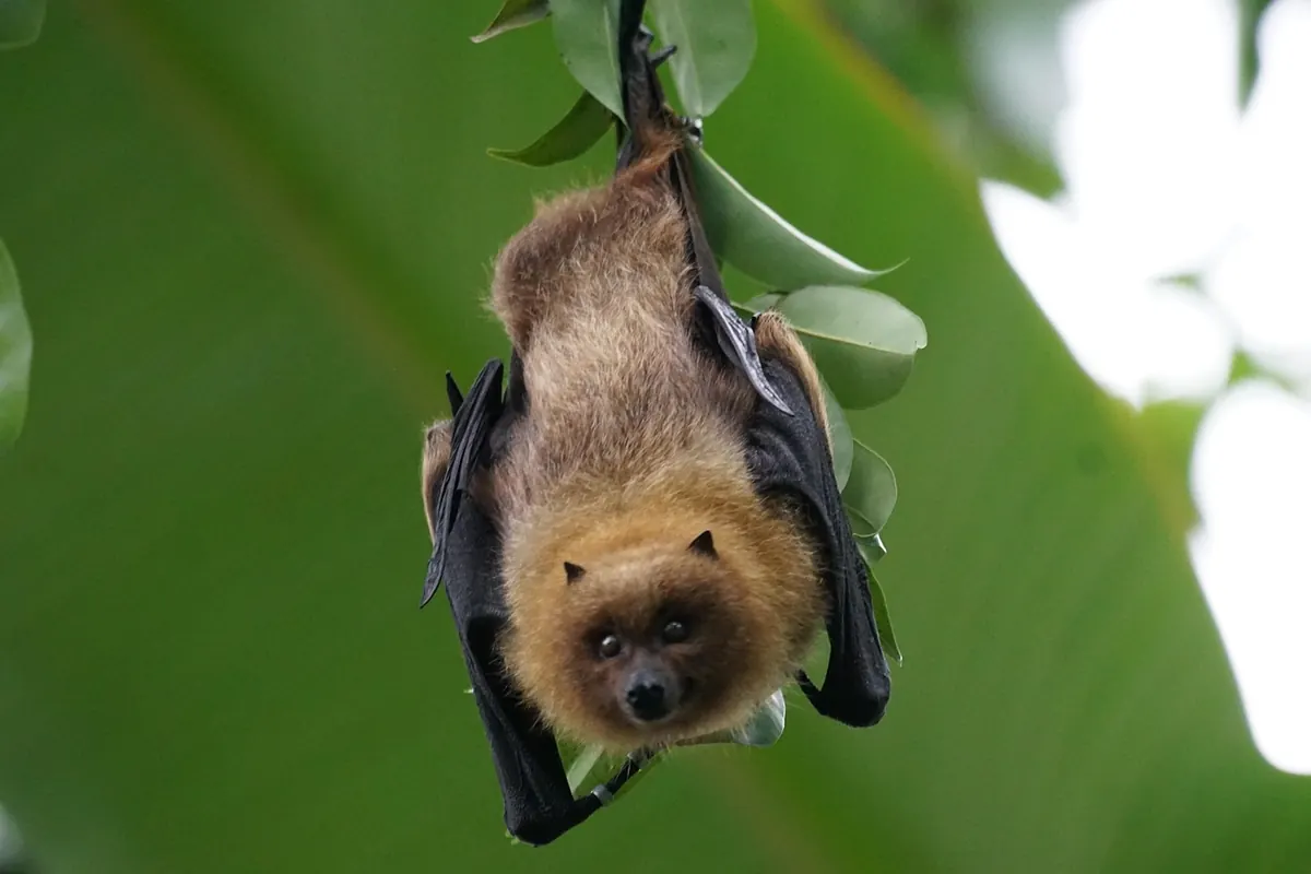 Beginner's Guide to Identifying UK Bats at Dusk
