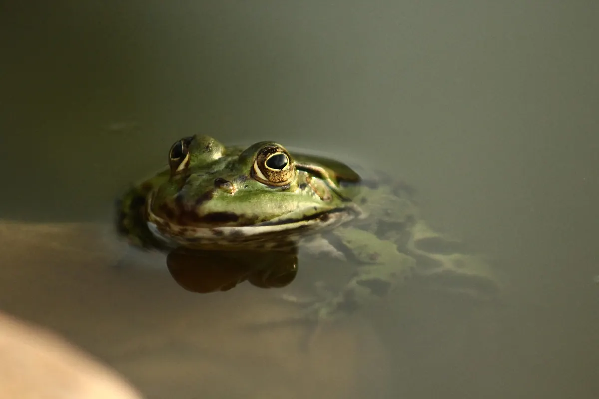 How to Build a Wildlife Pond in a Small UK Garden: A Step-by-Step Guide